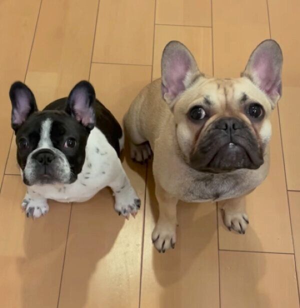 見つめるわらびちゃんとうしたろうくん