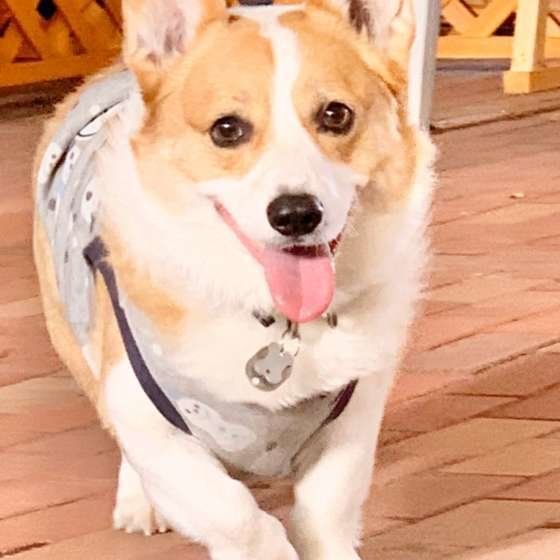 散歩するウェルシュ・コーギー・ペンブローク