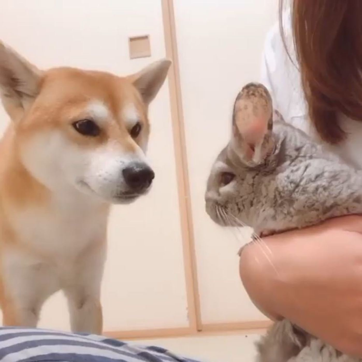 チンチラのポコくんに 柴犬ハルくんややビビりながら興味津々 いぬのきもちweb Magazine チンチラのポコくんに 柴犬ハルくんややビビりながら興味津々 いぬのきもちweb Magazine