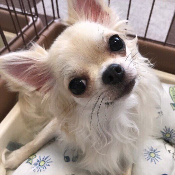 見つめるチワワ