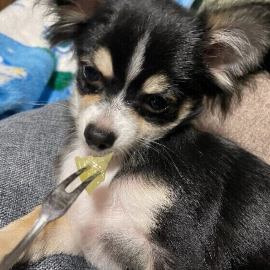 獣医師監修 犬にキウイを与えても大丈夫 キウイを食べるメリットと与え方を解説 いぬのきもちweb Magazine 獣医師監修 犬にキウイを与えても大丈夫 キウイを食べるメリットと与え方を解説 いぬのきもちweb Magazine