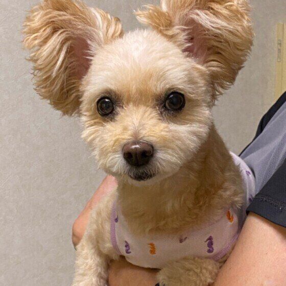 カメラ目線のかわいい犬