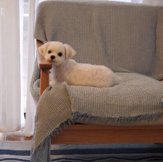 あごをのせるはなちゃん（マルチーズ）