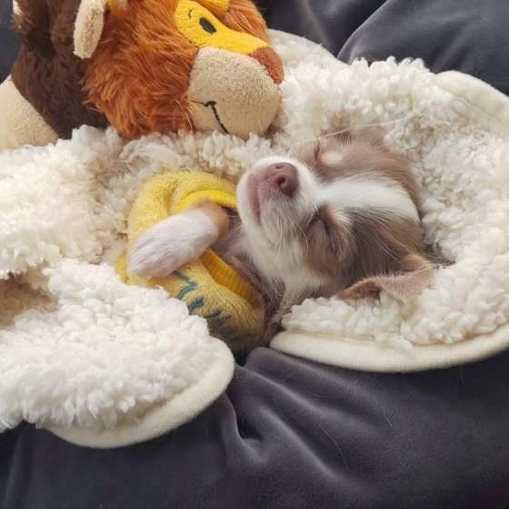 熟睡するチワワ