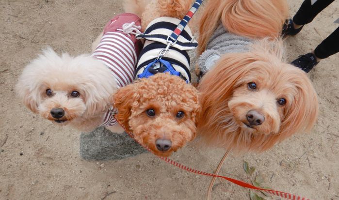 連載「こぐま犬てんすけ」