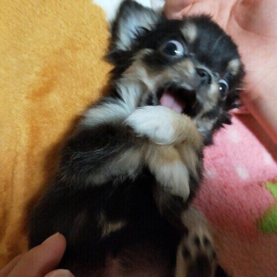 犬がイライラしているときの4つのしぐさとは いぬのきもち