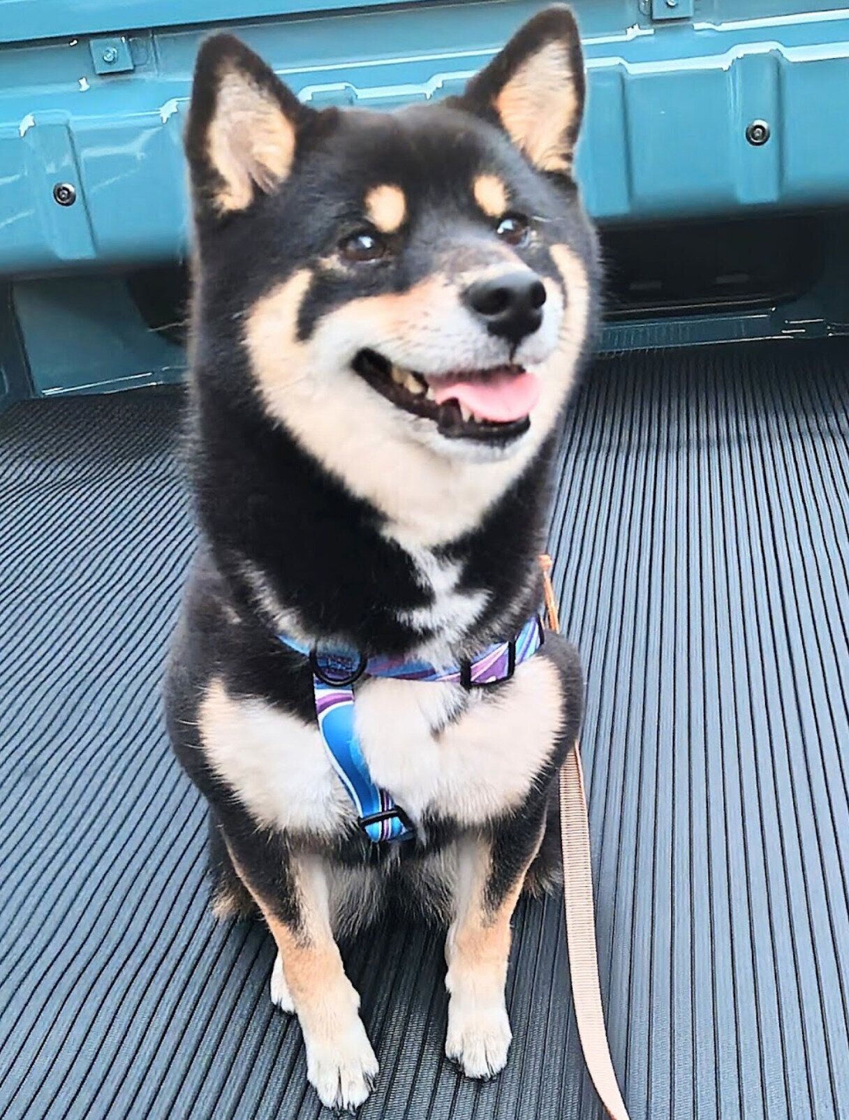 成長したこはるちゃん