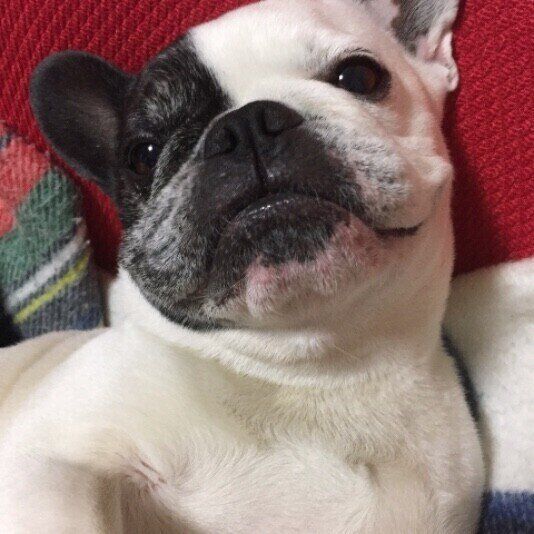 見つめるフレンチ・ブルドッグ