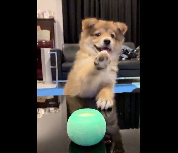 手を伸ばすラテちゃん