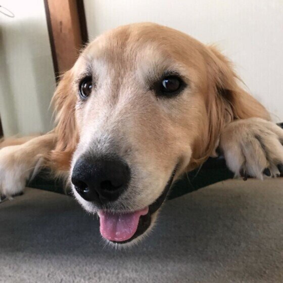 泳ぎが得意な犬種 苦手な犬種はいるの 獣医師に聞いてみた いぬのきもちweb Magazine 泳ぎが得意な犬種 苦手な犬種はいるの 獣医師に聞いてみた いぬのきもちweb Magazine