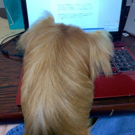 パソコンを見つめる犬