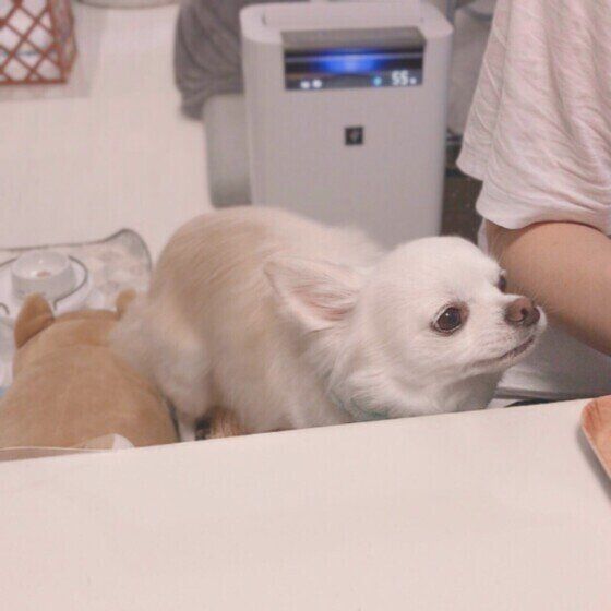 チワワ　ミルク　くんくん