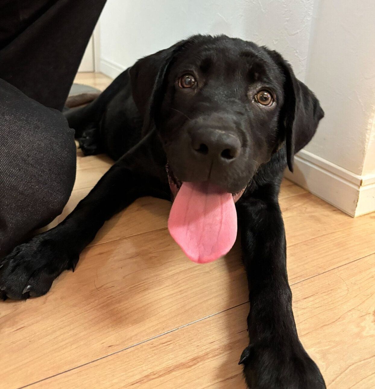 生後4カ月のころに撮影したアポロくん