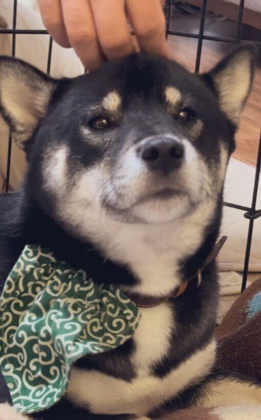 “ヒコーキ耳”だけど表情は変わらない柴犬