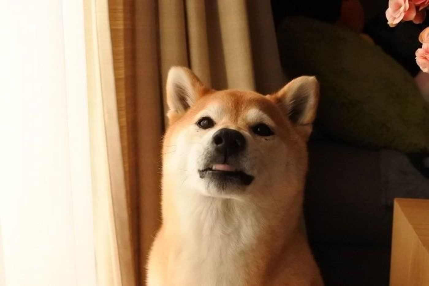柴犬マロたん 柴犬の飼育放棄が増えていると言うニュースに思うこと いぬのきもちweb Magazine 柴犬マロたん 柴犬の飼育放棄が増えていると言うニュースに思うこと いぬのきもちweb Magazine