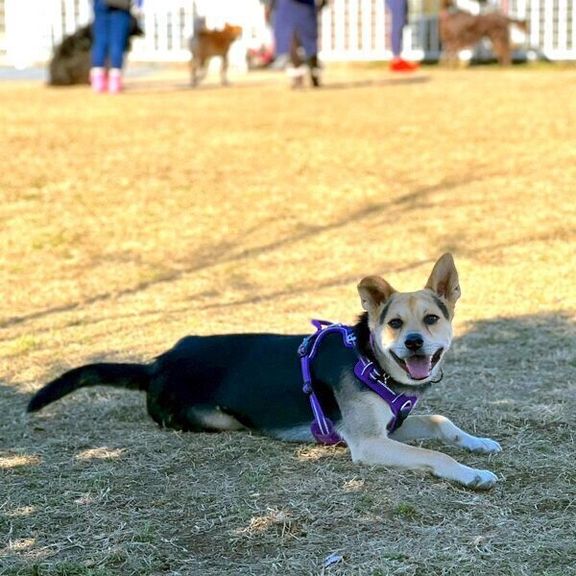 ドッグランで遊ぶこのちゃん