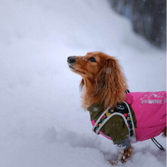 雪の中でお散歩をしているミニチュア・ダックスフンド