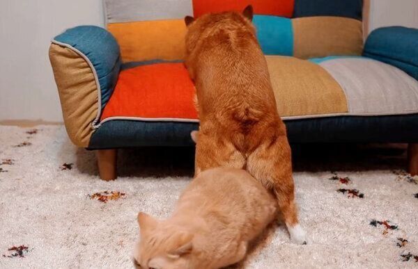 犬のちいくんの足の間を通る猫のととろちゃん