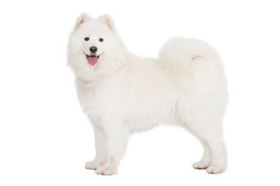 サモエド