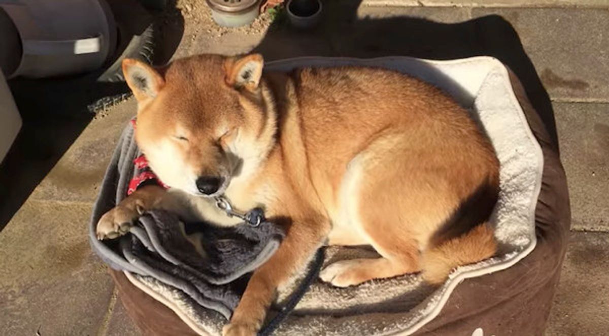 ワイルドだろぉ サングラスをかけたワンコが予想以上に似合いすぎた いぬのきもちweb Magazine ワイルドだろぉ サングラスをかけたワンコが予想以上に似合いすぎた いぬのきもちweb Magazine