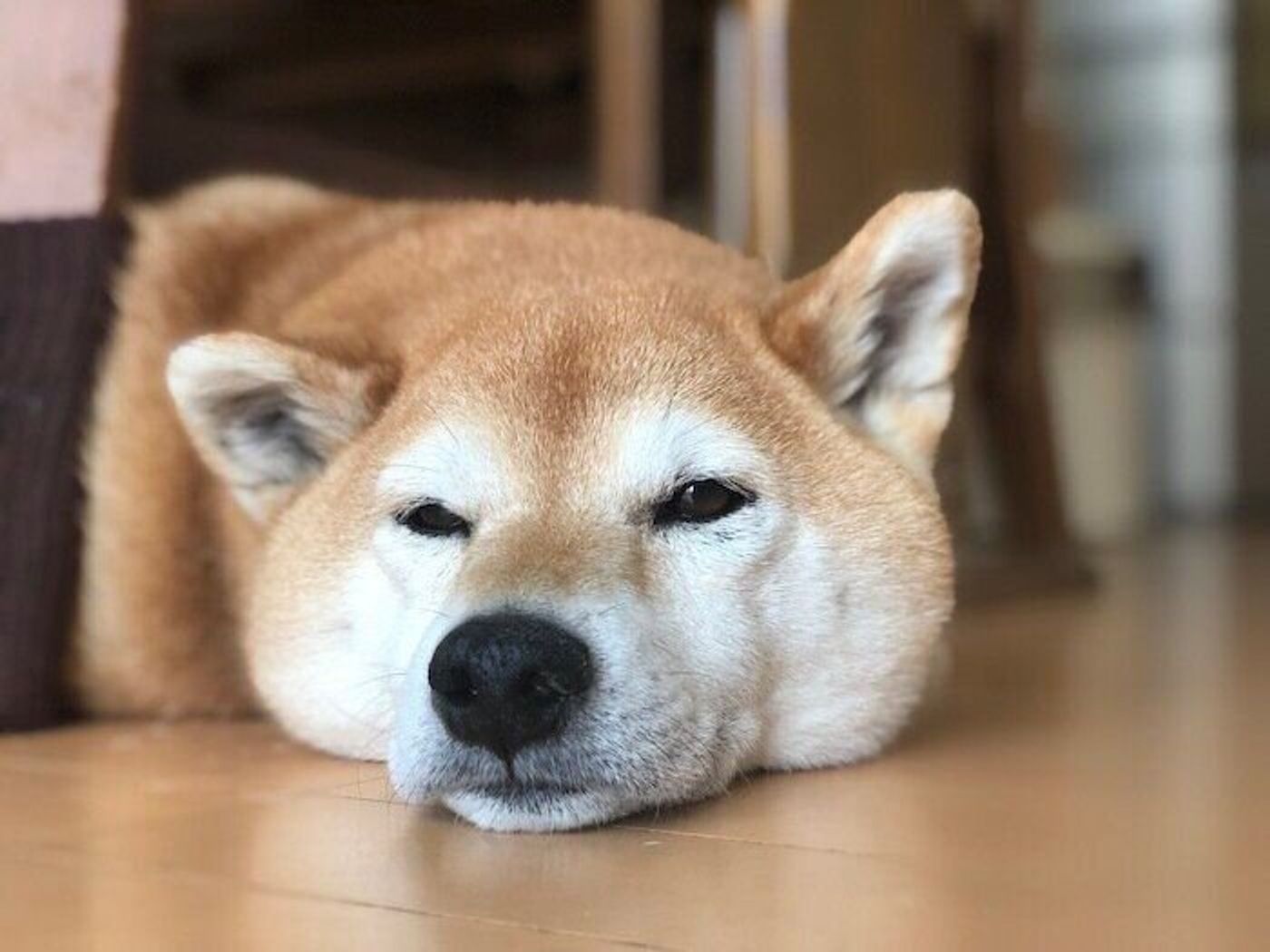 暑くてビターンとしてしまう柴犬マロたん ゴハンとおやつの時だけやる気がみなぎる いぬのきもちweb Magazine 暑くてビターンとしてしまう柴犬マロたん ゴハンとおやつの時だけやる気がみなぎる いぬのきもちweb Magazine