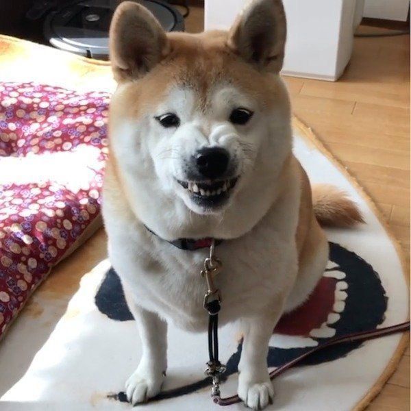 怒ってイーとなっちゃうこなつちゃん