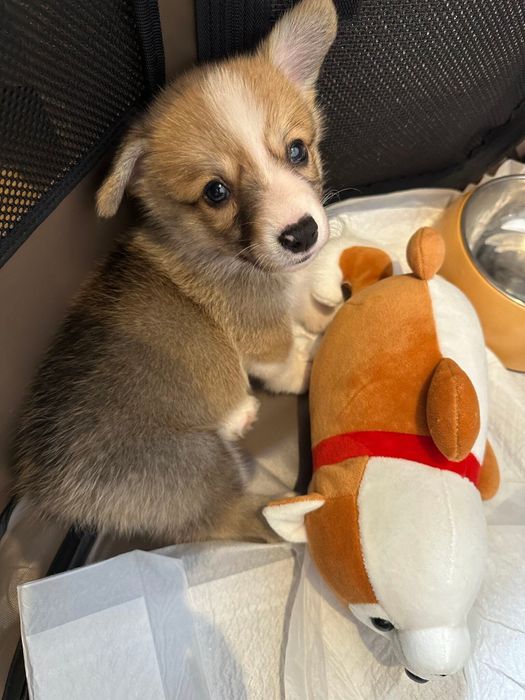 生後2カ月、お迎え翌日のコーギー