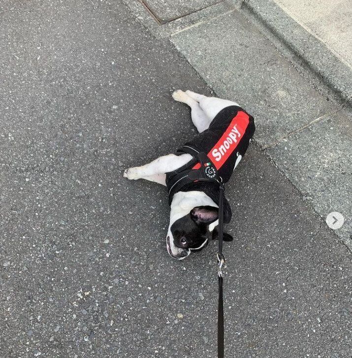 帰りたくないsoraちゃん（フレンチ・ブルドッグ、メス）