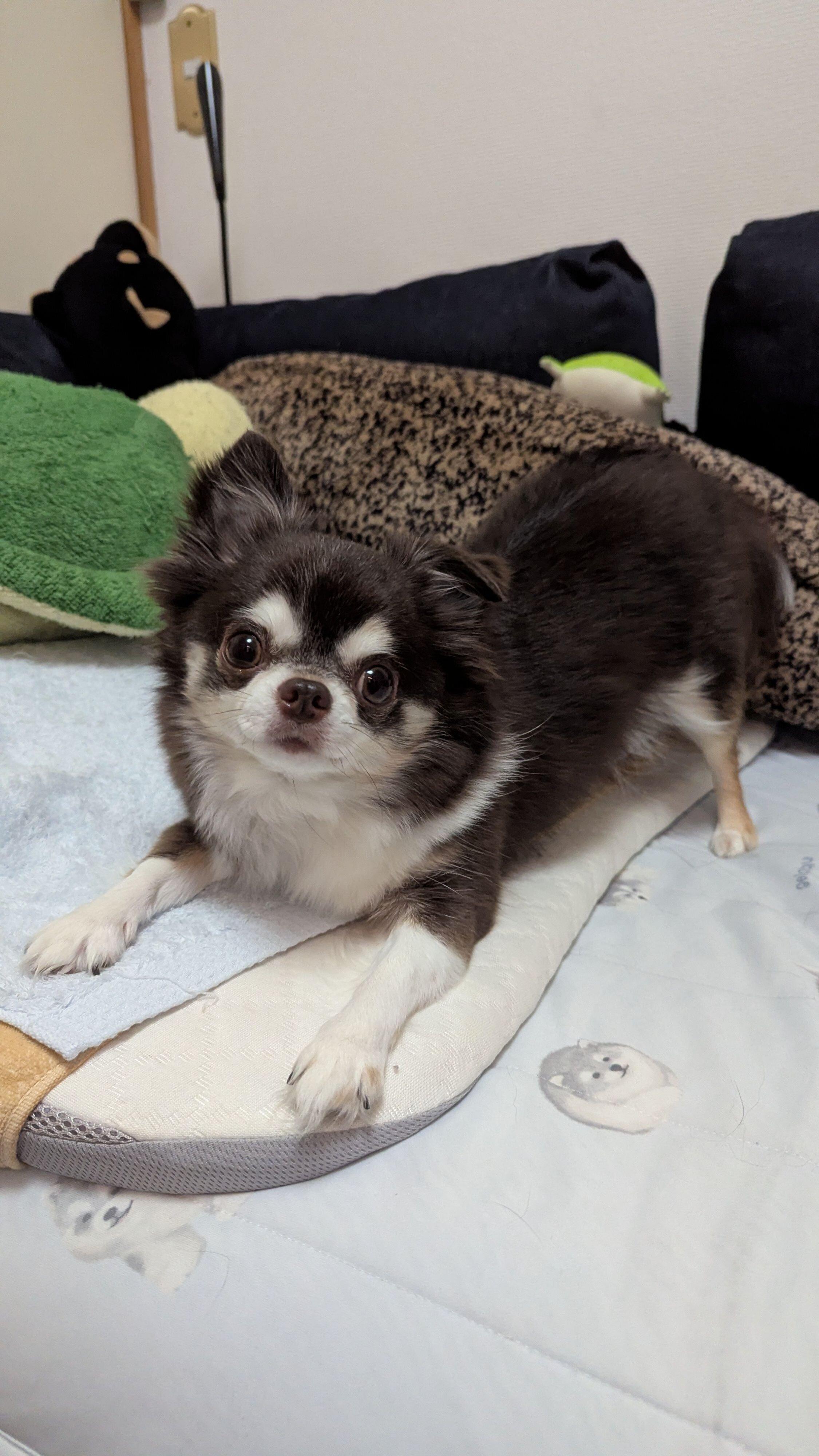 飼い主さんのベッドの上で構ってアピールをするチワワ