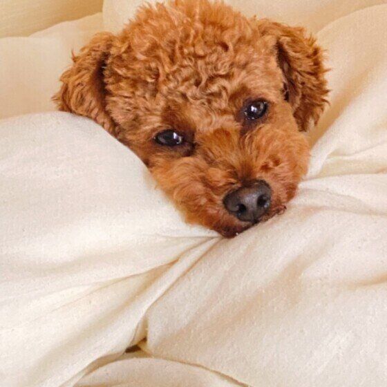 添い寝を求めるトイプーのぬーさんくん