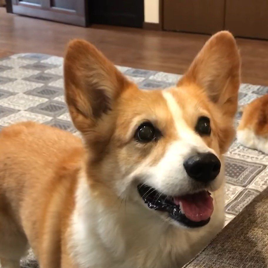 キラキラした表情の福ちゃん