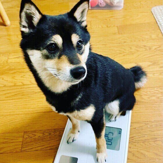 柴犬のおすしちゃん