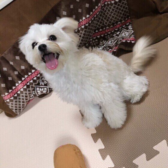 お客さんが来て嬉しそうなぷーまるちゃん。