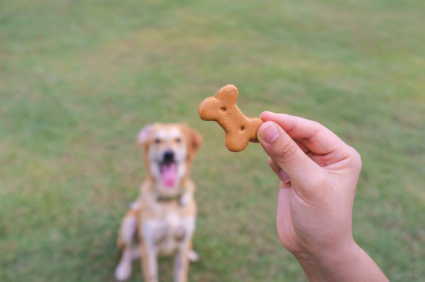 専門家監修 愛犬の写真撮影 カメラ目線や自然な表情を撮影するコツを伝授 いぬのきもちweb Magazine 専門家監修 愛犬の写真撮影 カメラ目線や自然な表情を撮影するコツを伝授 いぬのきもちweb Magazine