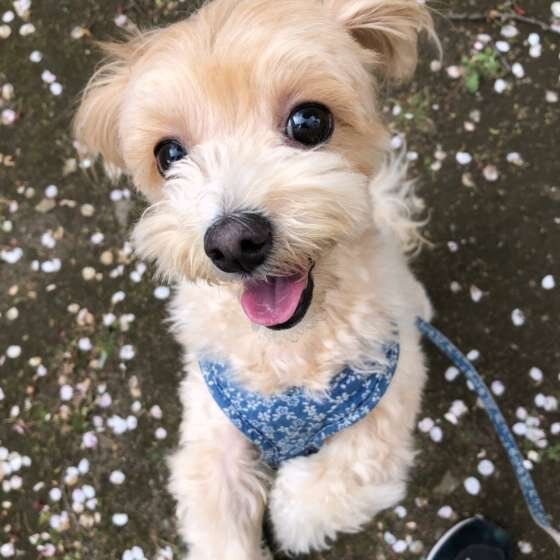 Ｍｉｘのルナちゃん