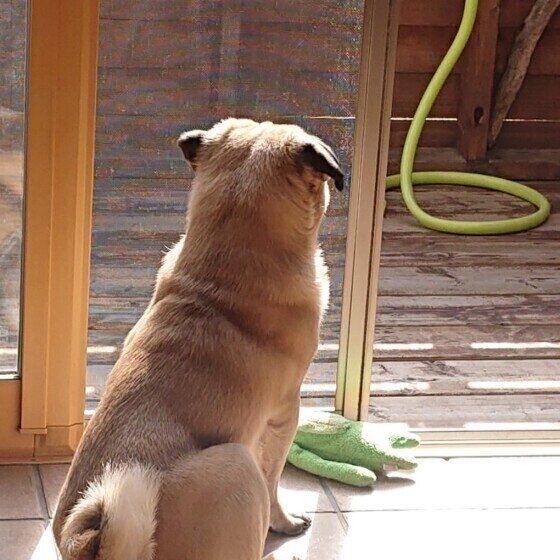 パグ　トト　黄昏