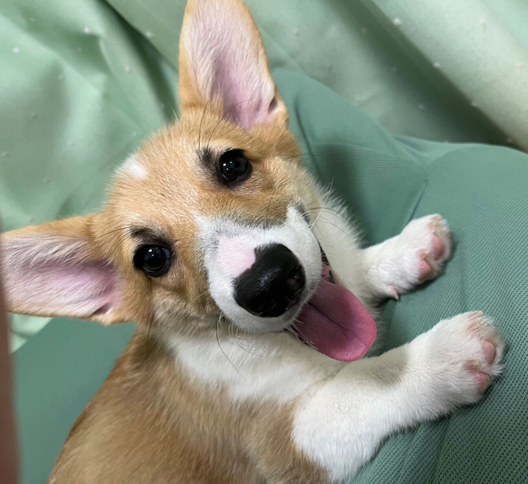 子犬時代のちくわちゃん