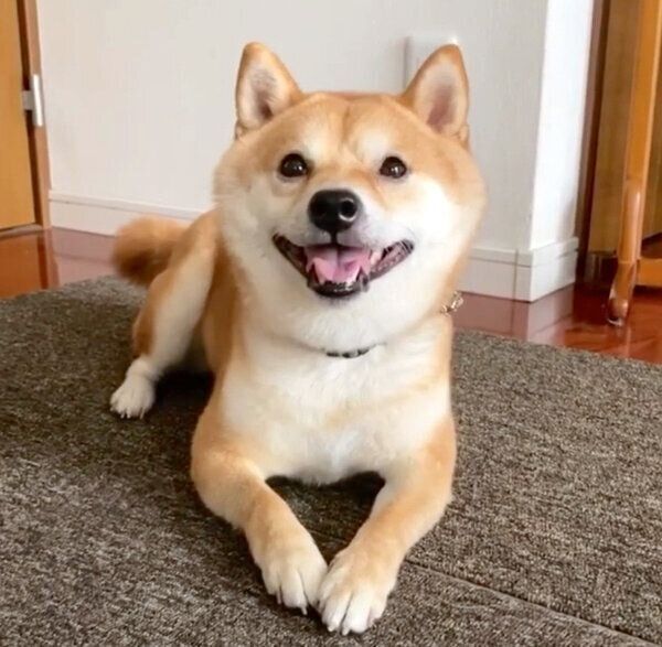 にこにこ笑顔の豆千代くん