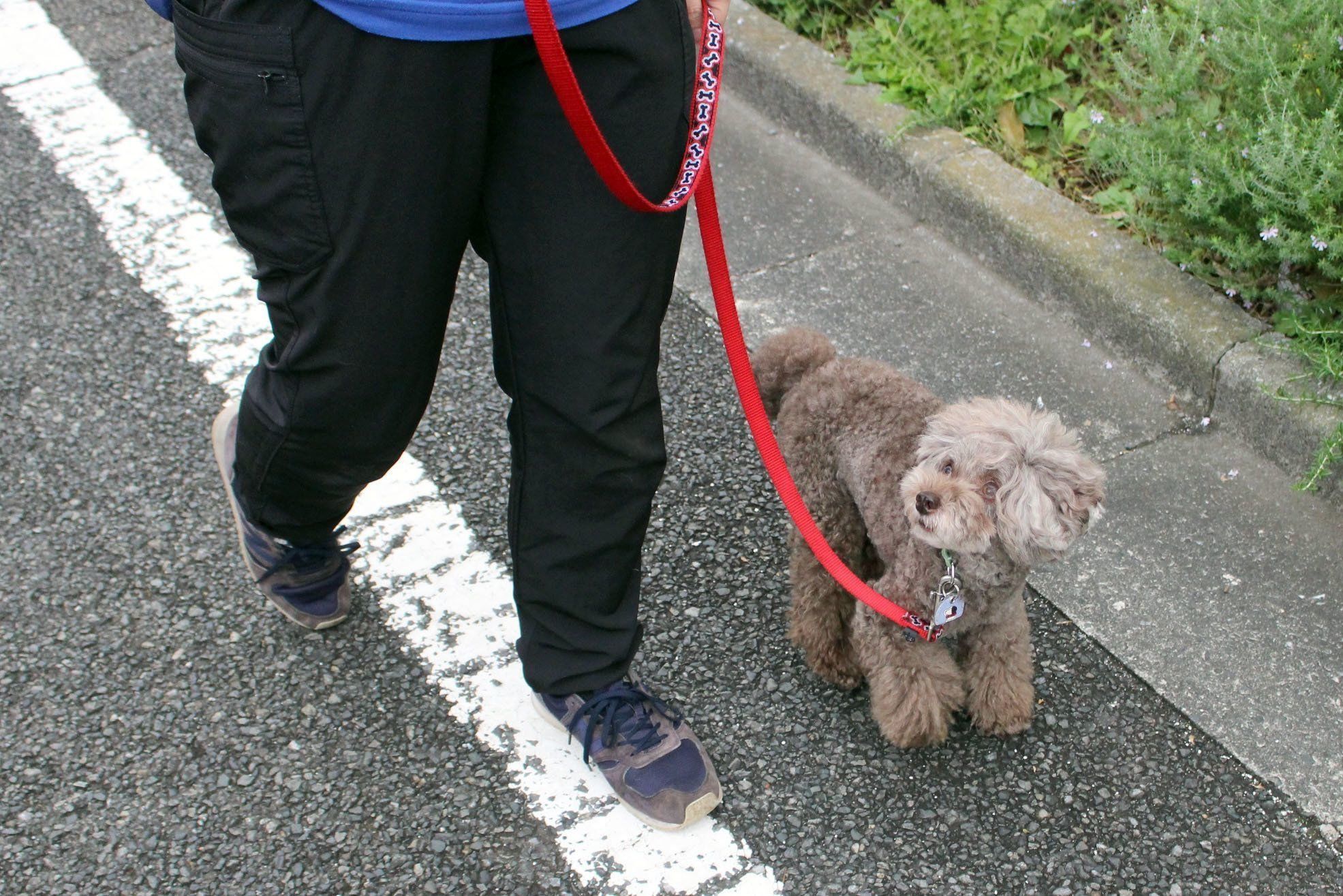 ↑飼い主をよく見る犬は引っ張らない、マテもできる、周囲に吠えることもない
