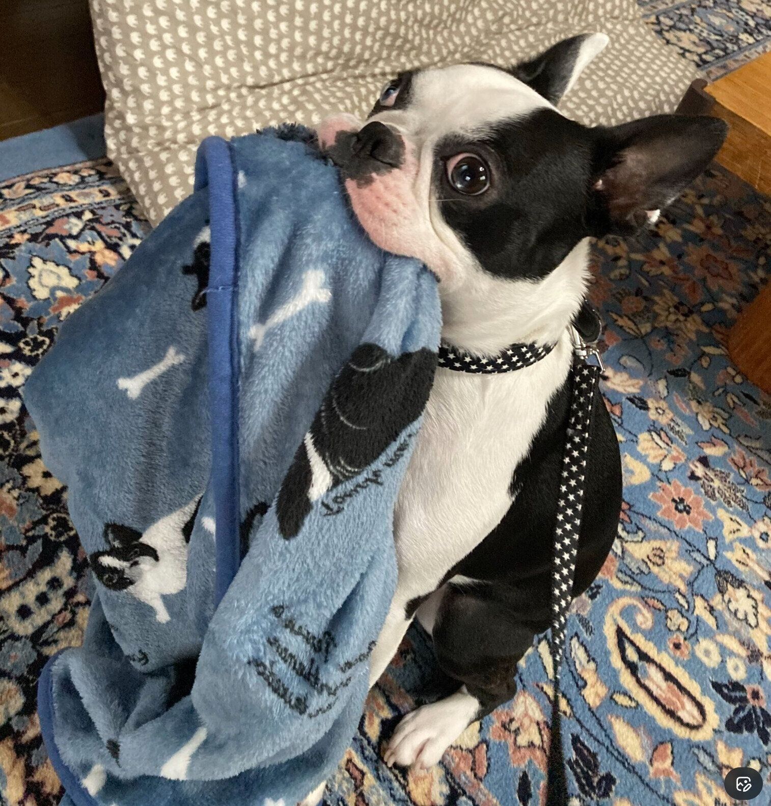 ブランケットをくわえるりーちくん