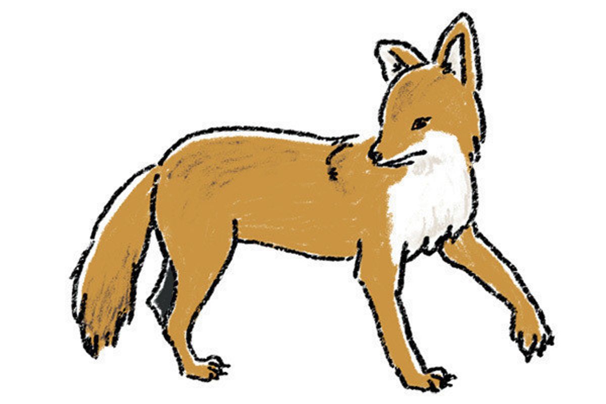豆知識 オオカミだけじゃない こんなにもいた イヌ科の動物 いぬのきもちweb Magazine 豆知識 オオカミだけじゃない こんなにもいた イヌ科の動物 いぬのきもちweb Magazine