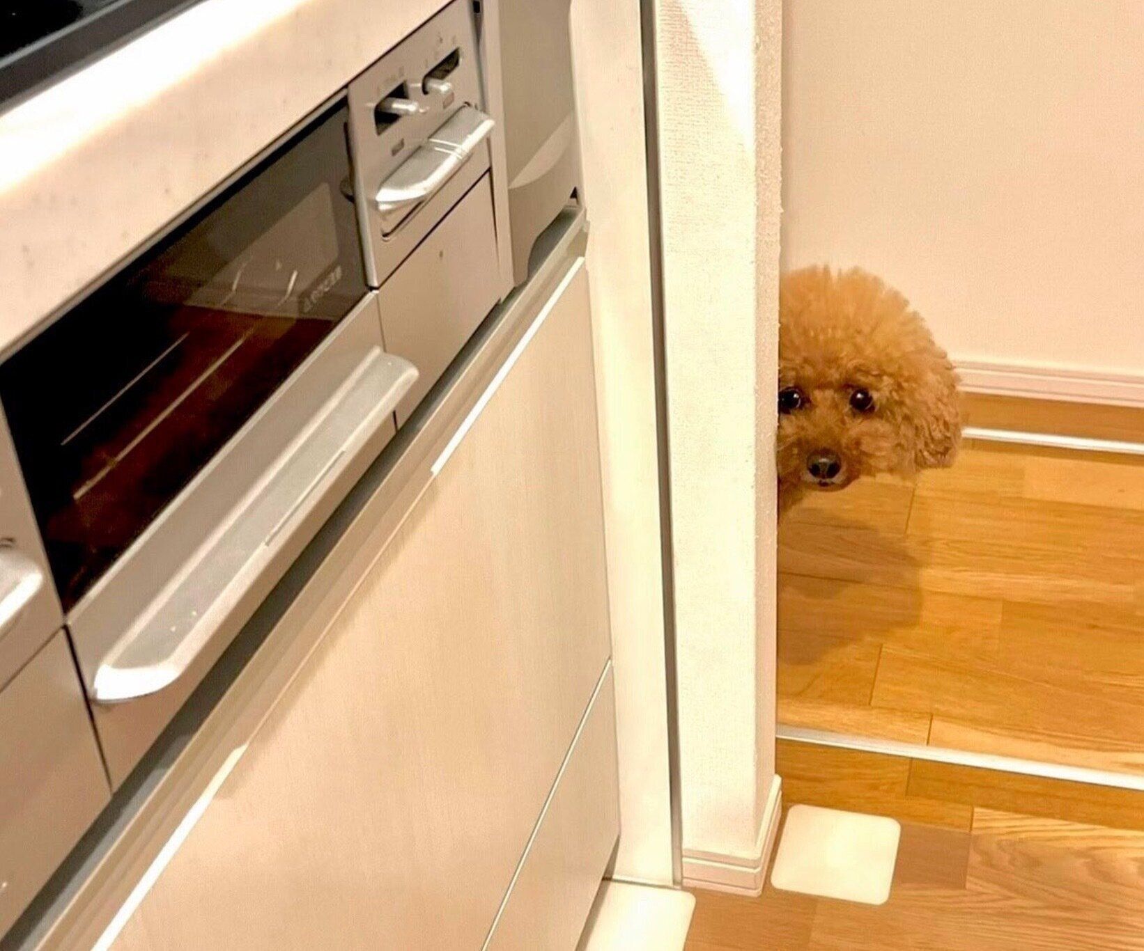 ラーメンをすする飼い主さんを見るプーチンくん。