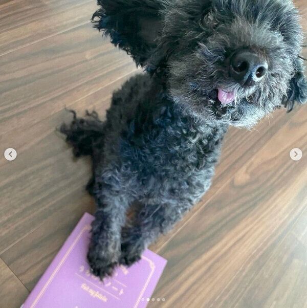 ダイソーの「もしもノート『うちの子ノート』」