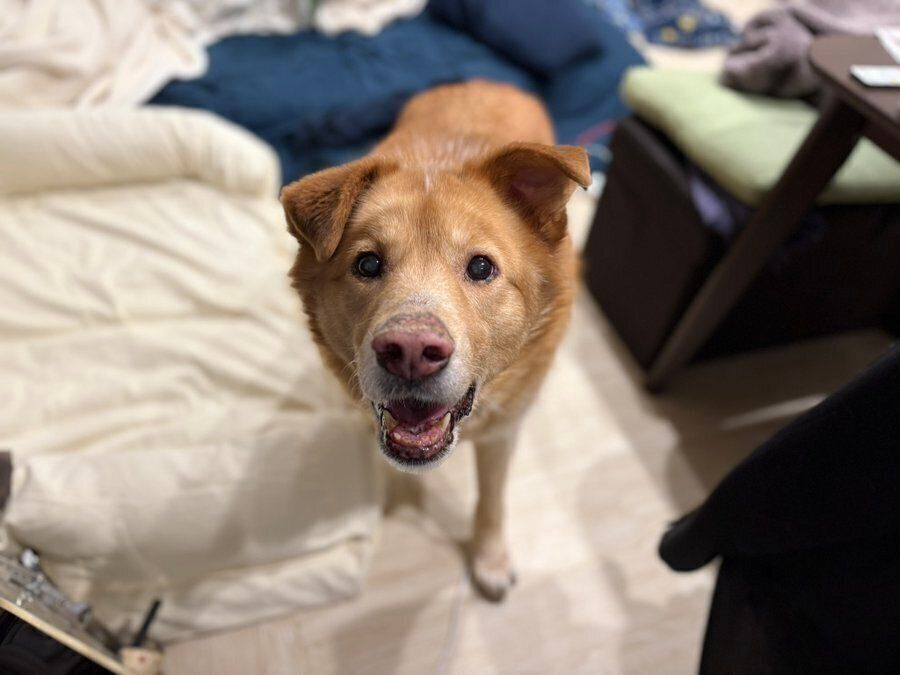 嬉しそうなファーくん