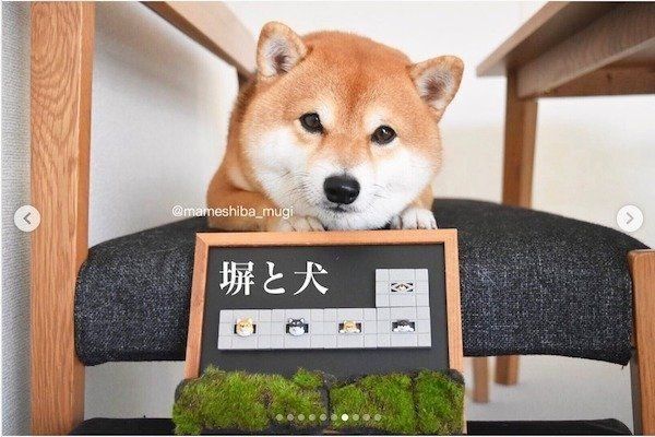 カプセルトイと一緒に写るMugiちゃん