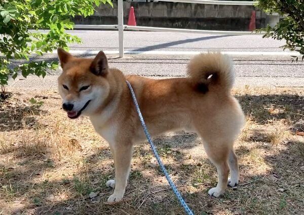 散歩をするふうたくん