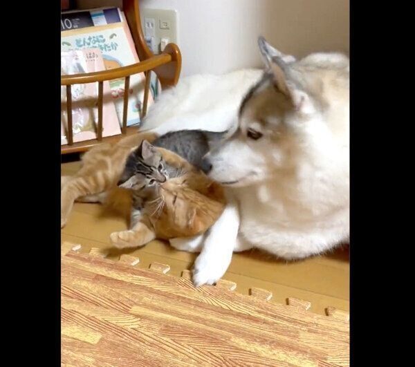 ユキちゃんのそばでくつろぐ子猫たち