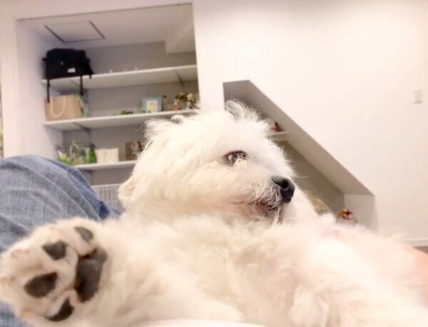 飼い主さんにナデナデしてもらう、わむうくん