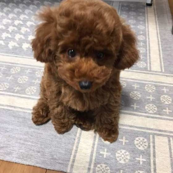 グレーのカーッペットの上にいるトイプードルの仔犬