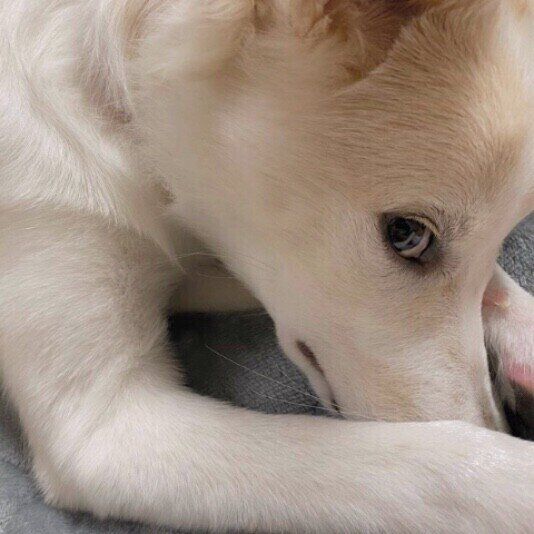 Ｍｉｘ（雑種）中型犬の彩夢ちゃんの横目